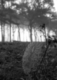 Pamula-Dawid-3-b-Pajeczyna-17 (o)