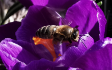 Pszczoła Filip Graban 3G - 18 pkt