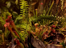 Amelia-Domin-2g-17-pkt