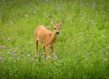 Krystyna-Zywer-3b-18-pkt